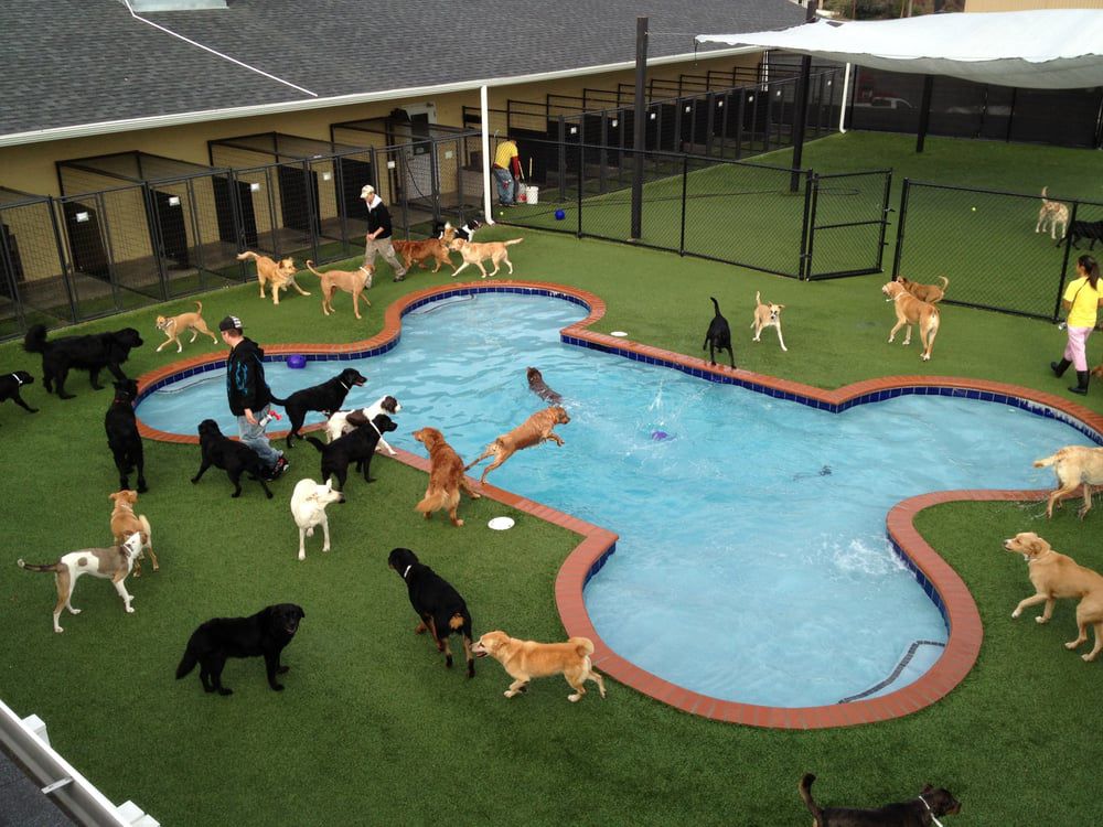 Hotel animal. Отель для животных. Парк для собак. Отель для собак. Площадки для собак в Америке.