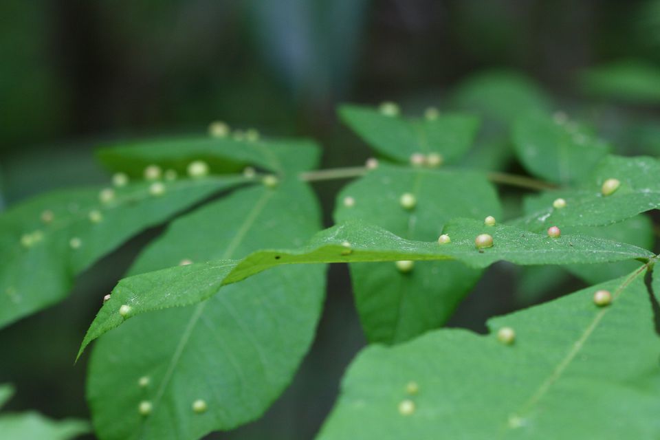 Leaf Gall on River Birch Trees: Cause, Solution