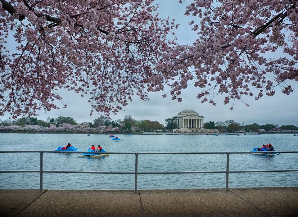 Best of the 2018 Cherry Blossom Festival: Washington, D.C.