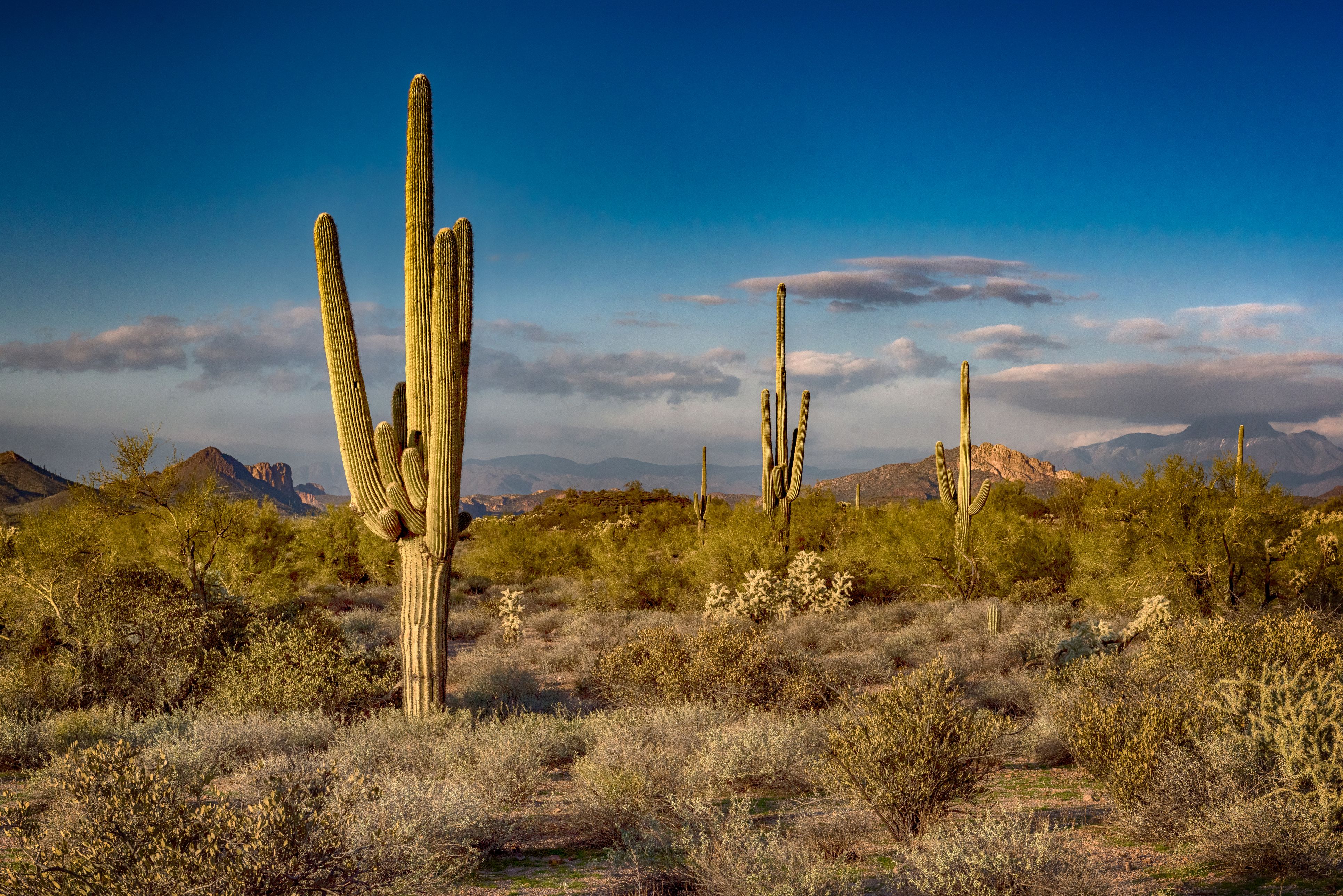 What is the current local time in Phoenix, Arizona?
