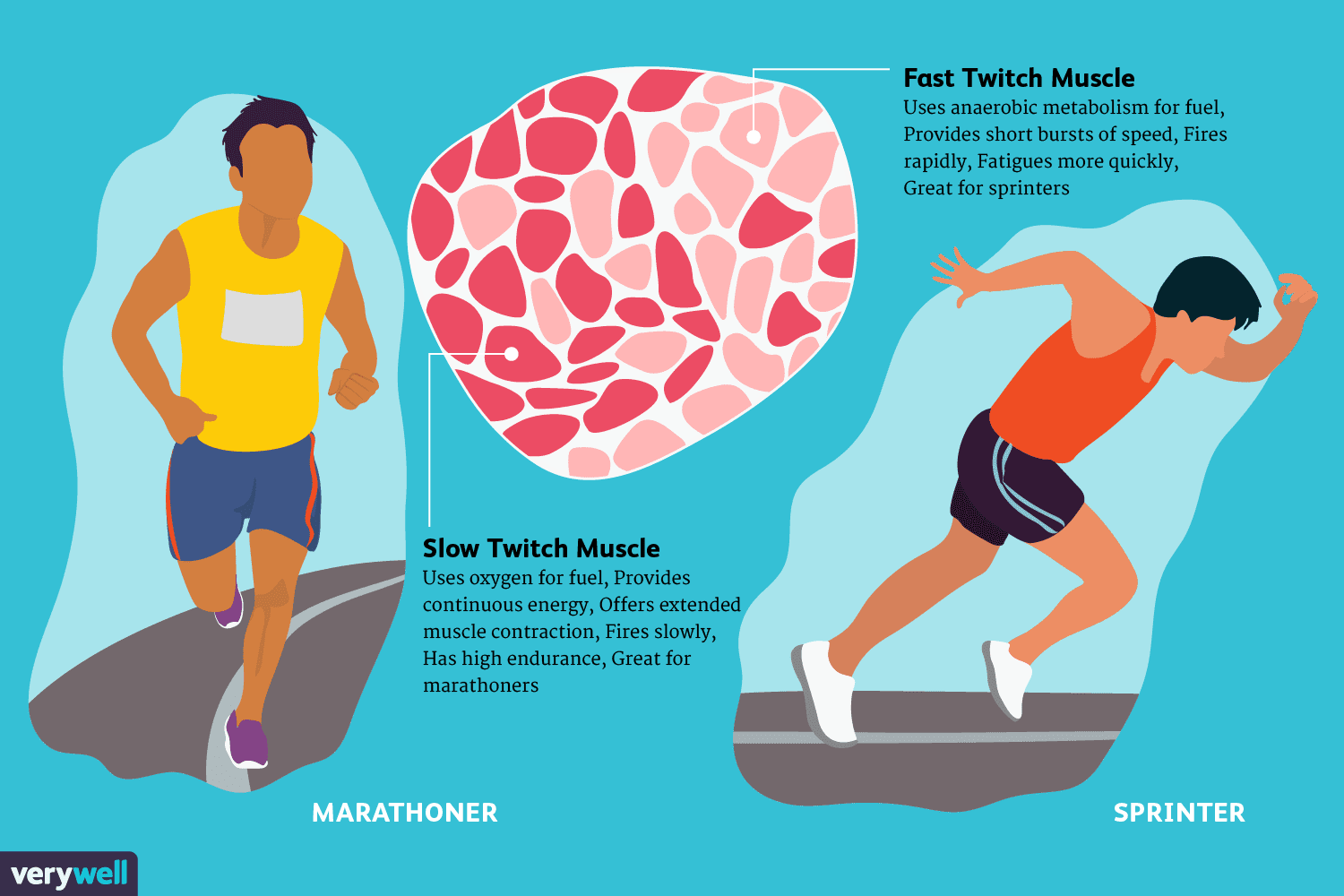 fast-and-slow-twitch-muscle-fiber-types