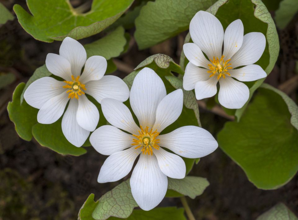 11 Best Perennial Flowers for Early Spring