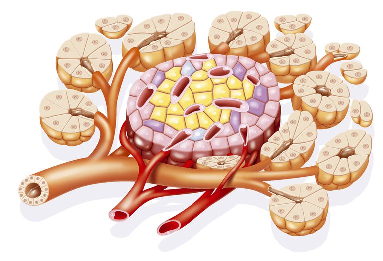 The 12 Animal Organ Systems