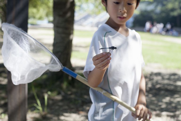 12 Must Have Tools for the Study of Insects