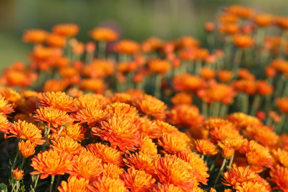 Growing Hardy Mums - Chrysanthemums for Your Garden