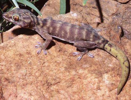 Help Your Leopard Gecko Eat and Find Out Why It Stopped Eating