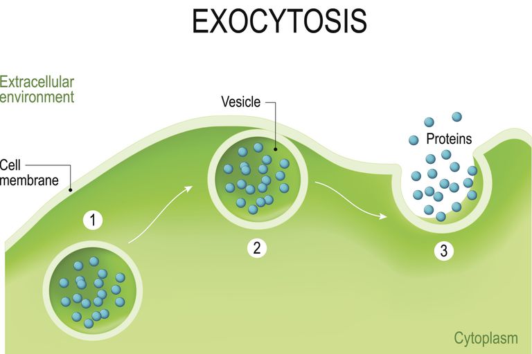 a-definition-of-exocytosis-with-steps-and-examples