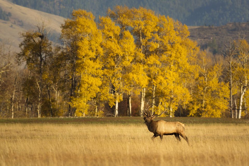 A bull elk marches with pride as he follows his large harem of females in Grand Teton National Park during the peak of autumn.
