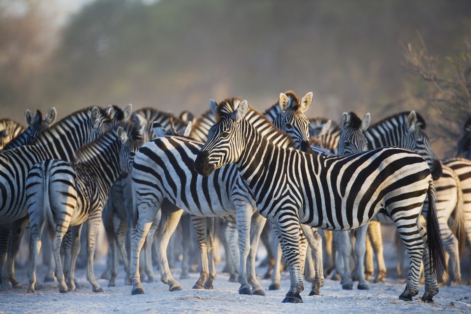 animal tourism in africa