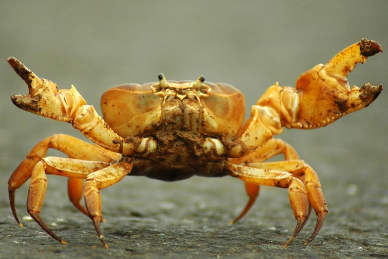 is crab a vertebrate or invertebrate