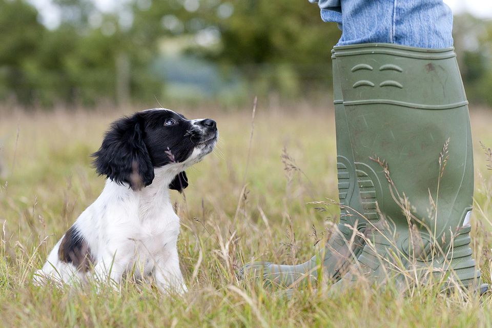 Puppy Training Classes