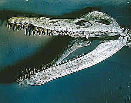 kronosaurus and mosasaurus