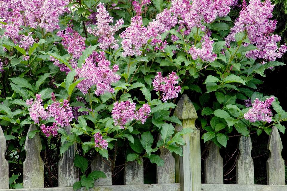 How and When to Prune Lilacs