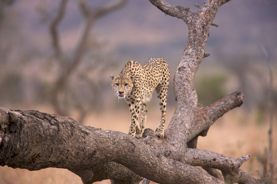 Top 10 Safari Destinations in Africa