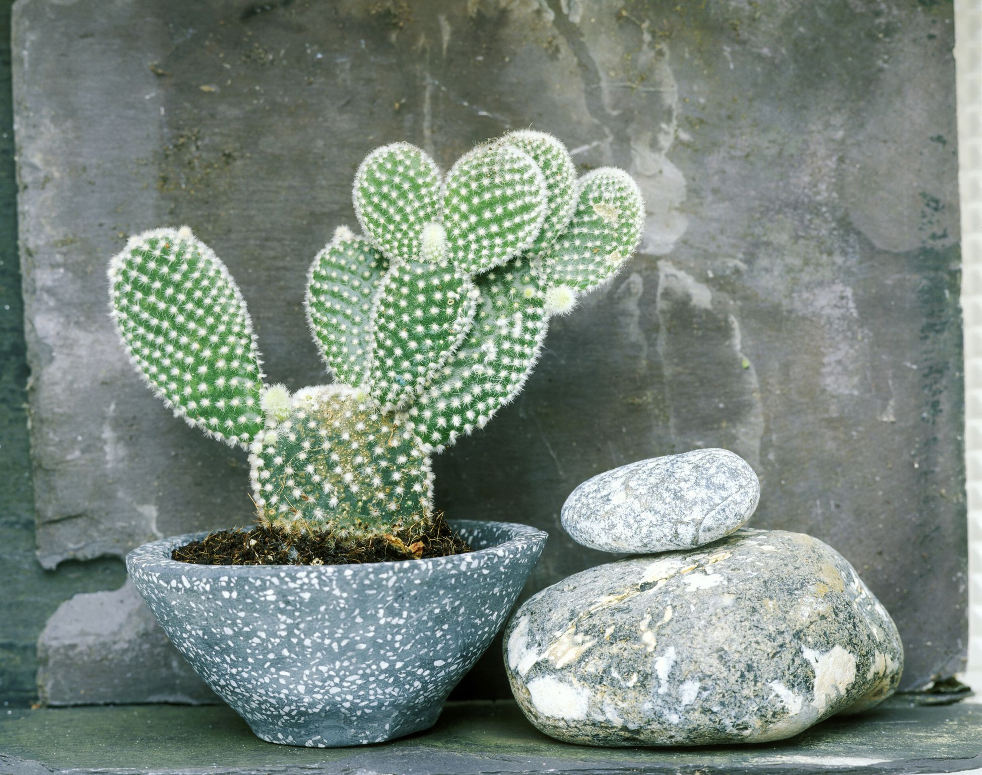 Best Cactus  Varieties to Grow Indoors 