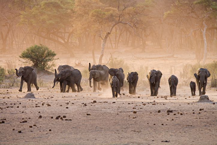 Top 10 Safari Destinations in Africa