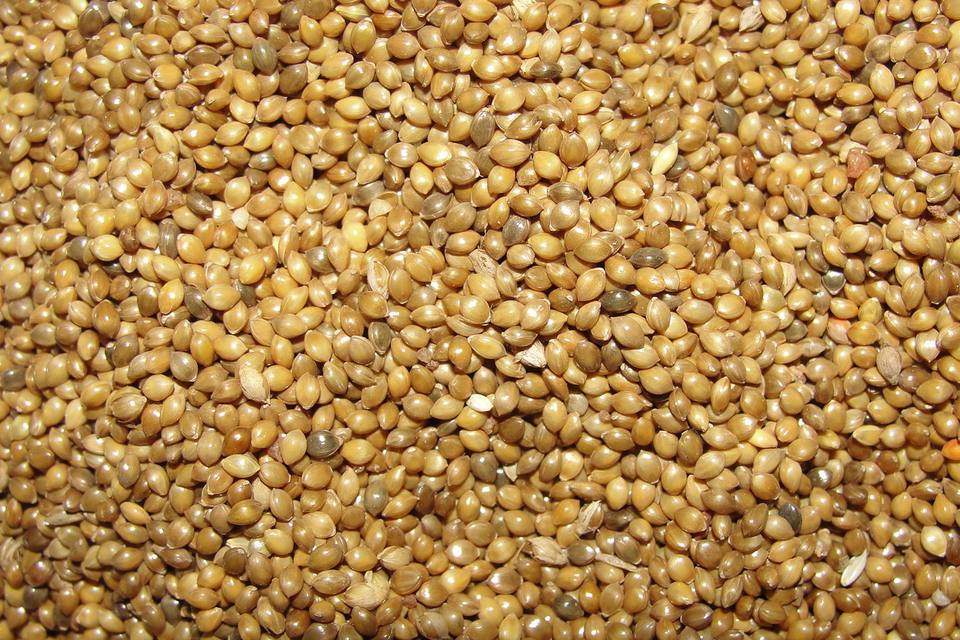 All About White Proso Millet Birdseed