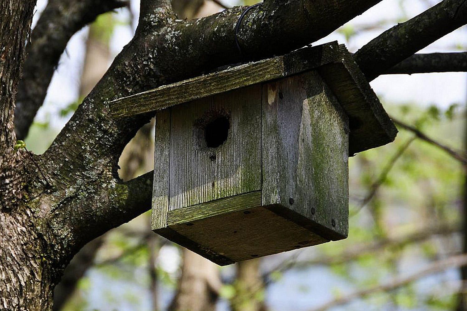Simple Bird Houses Learn the Basics