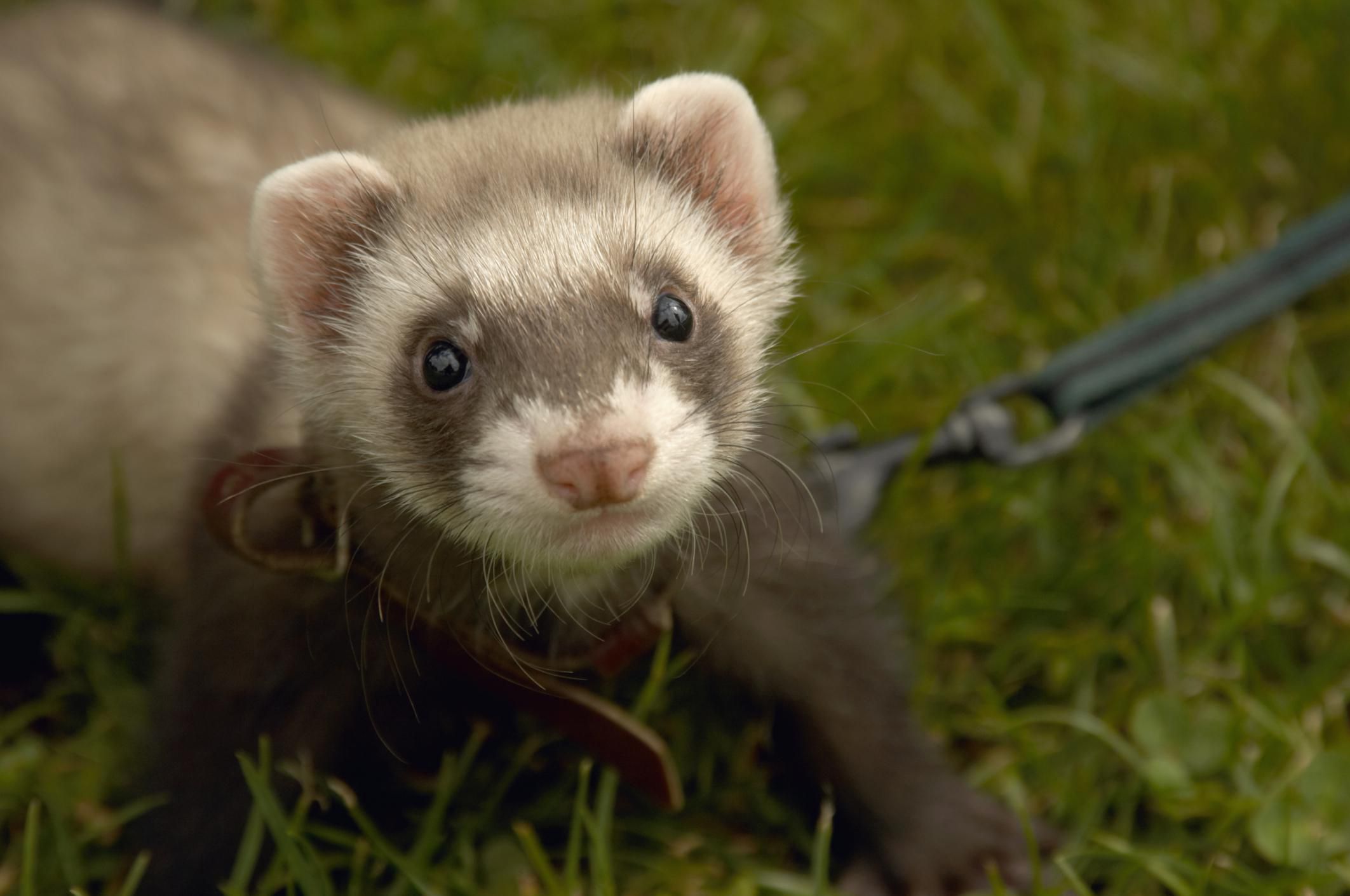 Reason Why Ferrets Make Good Pets