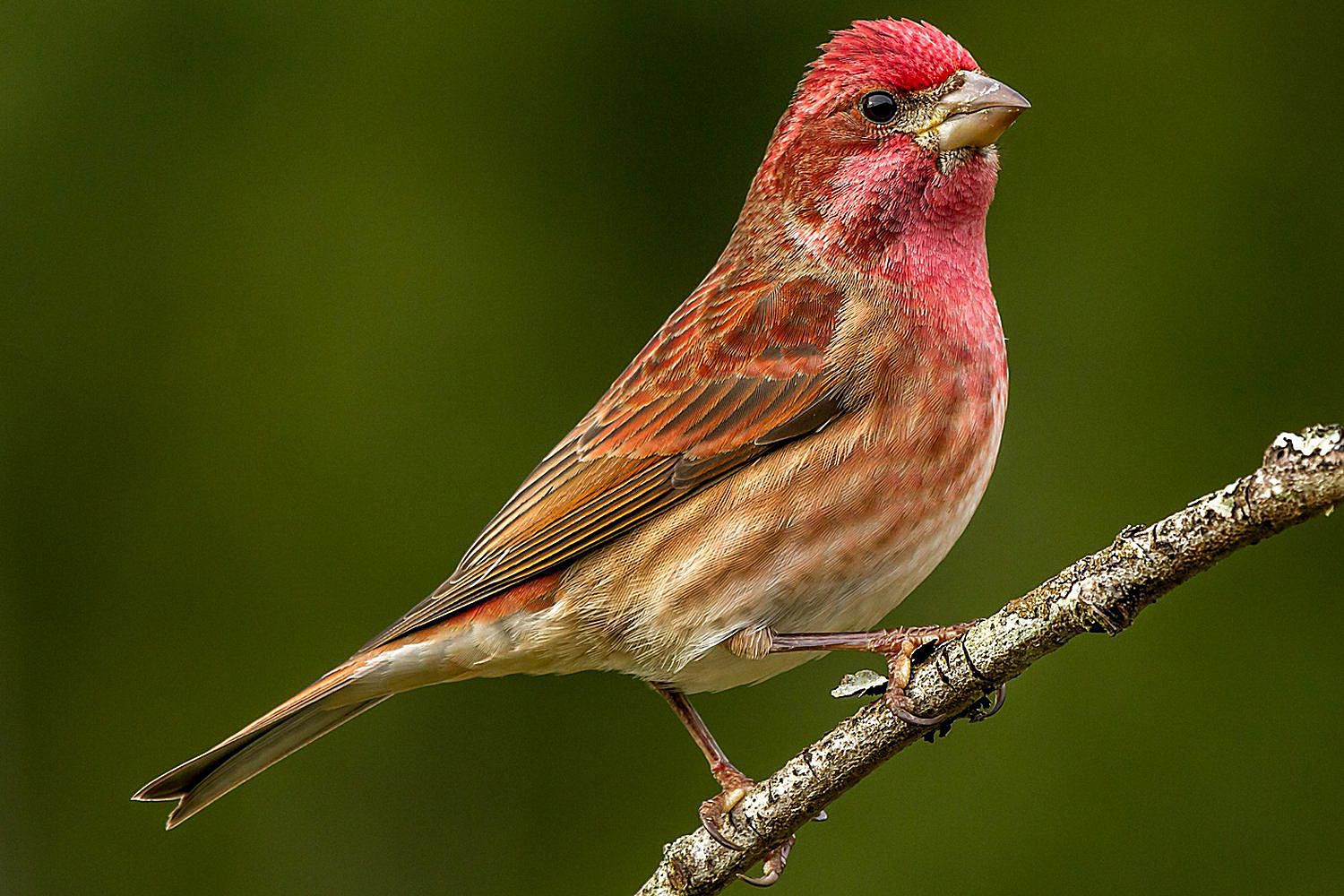 finch bird