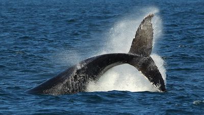 Why Is the Ocean Salty? Whale Sperm! - Urban Legends