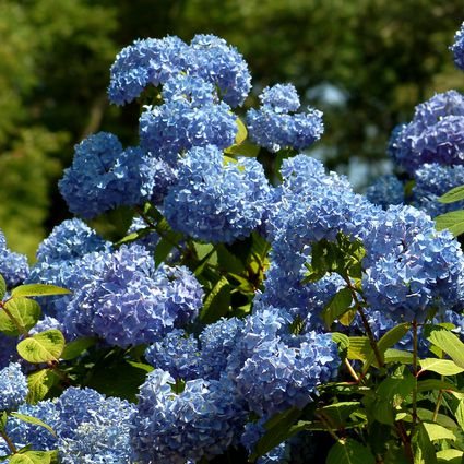 Incrediball Hydrangeas: Pruning, Care Information