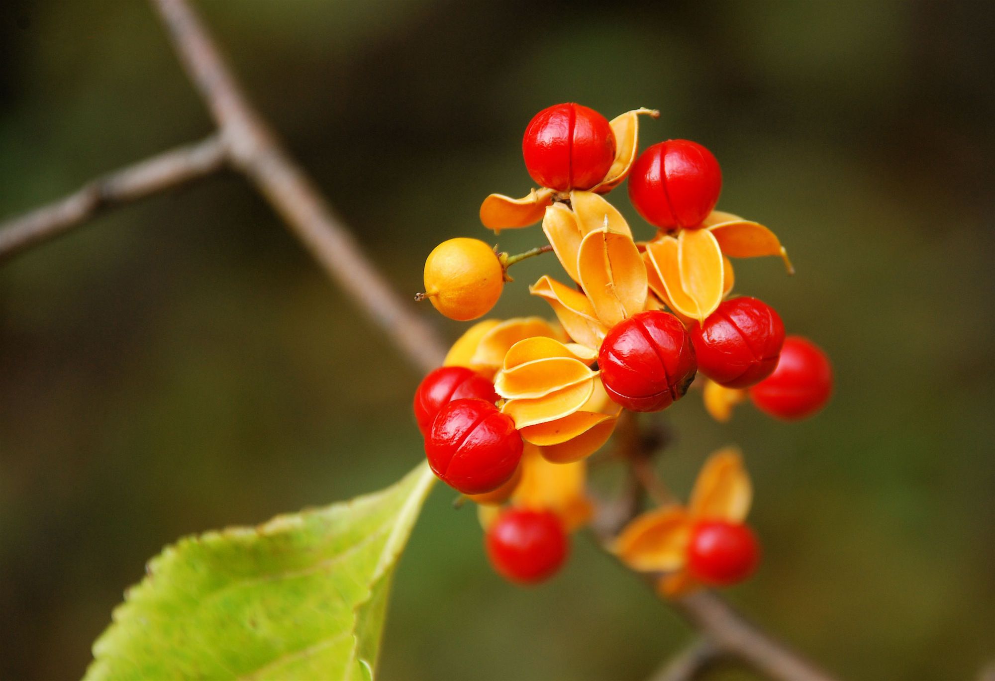 How Do You Kill Oriental Bittersweet Plants?