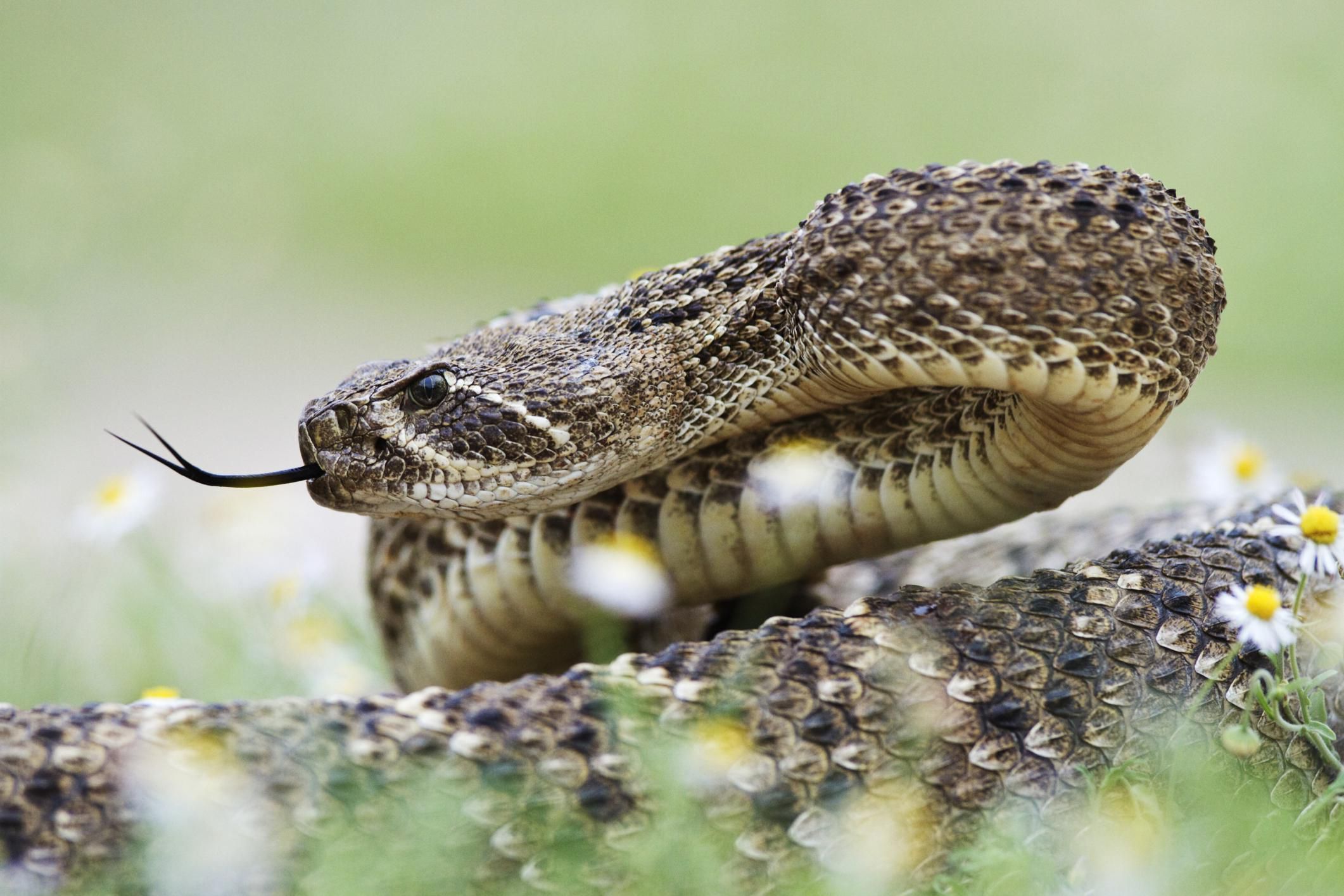 what-to-do-if-a-rattlesnake-bites-you