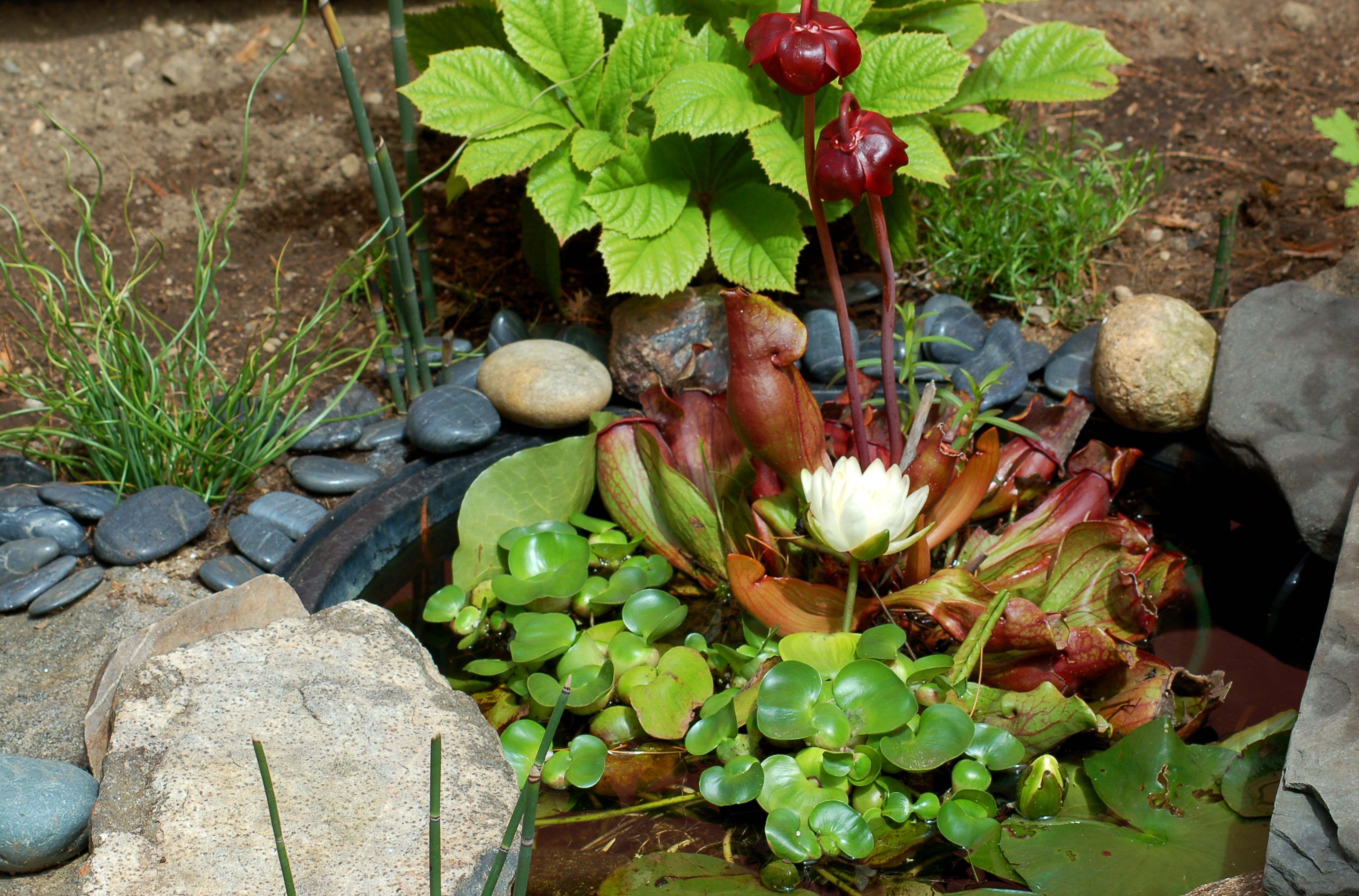 Pond Plants Best Choices for a Small Area