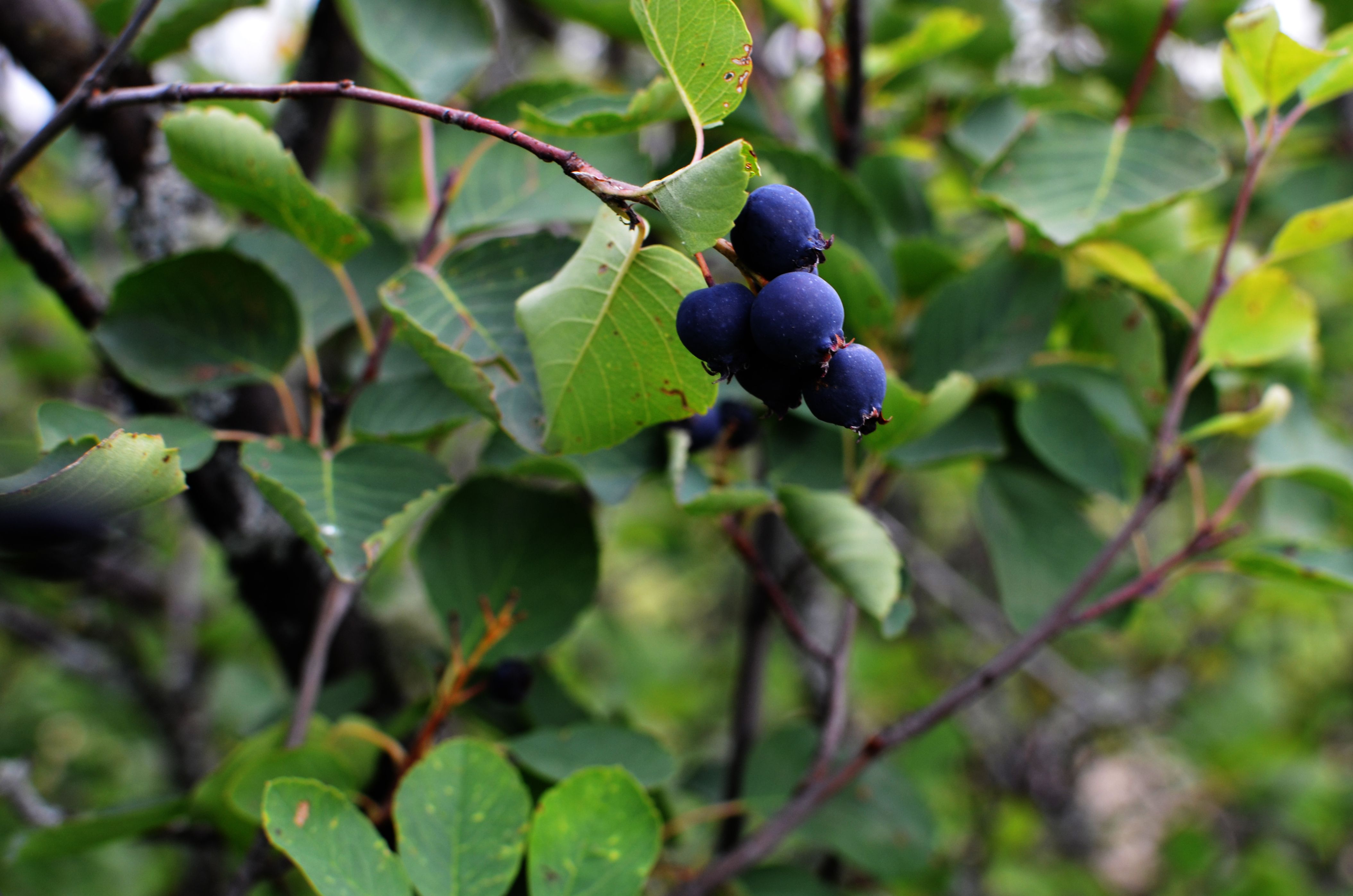 guide-to-fresh-produce-in-saskatchewan