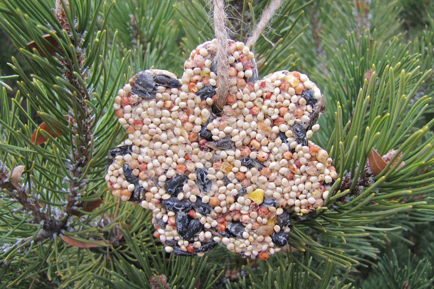 how-to-make-birdseed-ornaments