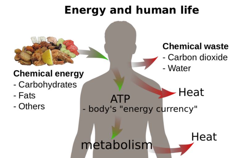 The Laws Of Thermodynamics In Biological Systems