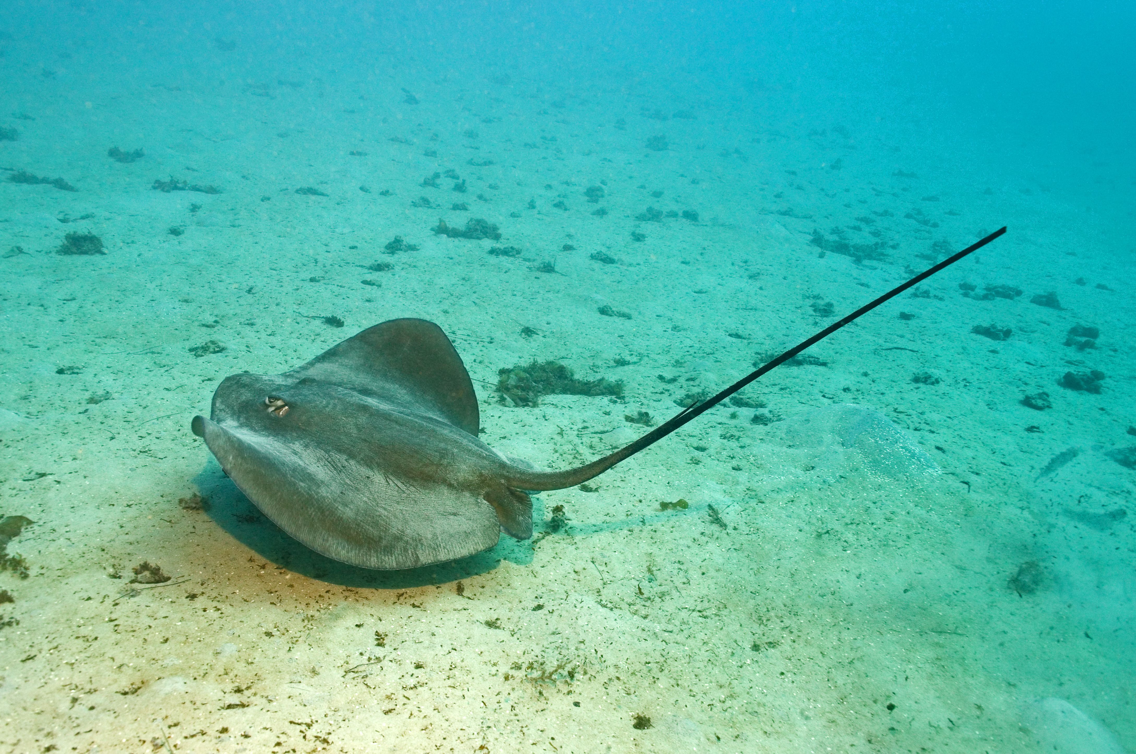 how-to-treat-stingray-stings