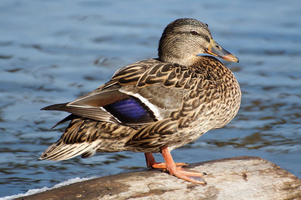 mallard-duck-photo-gallery-and-trivia