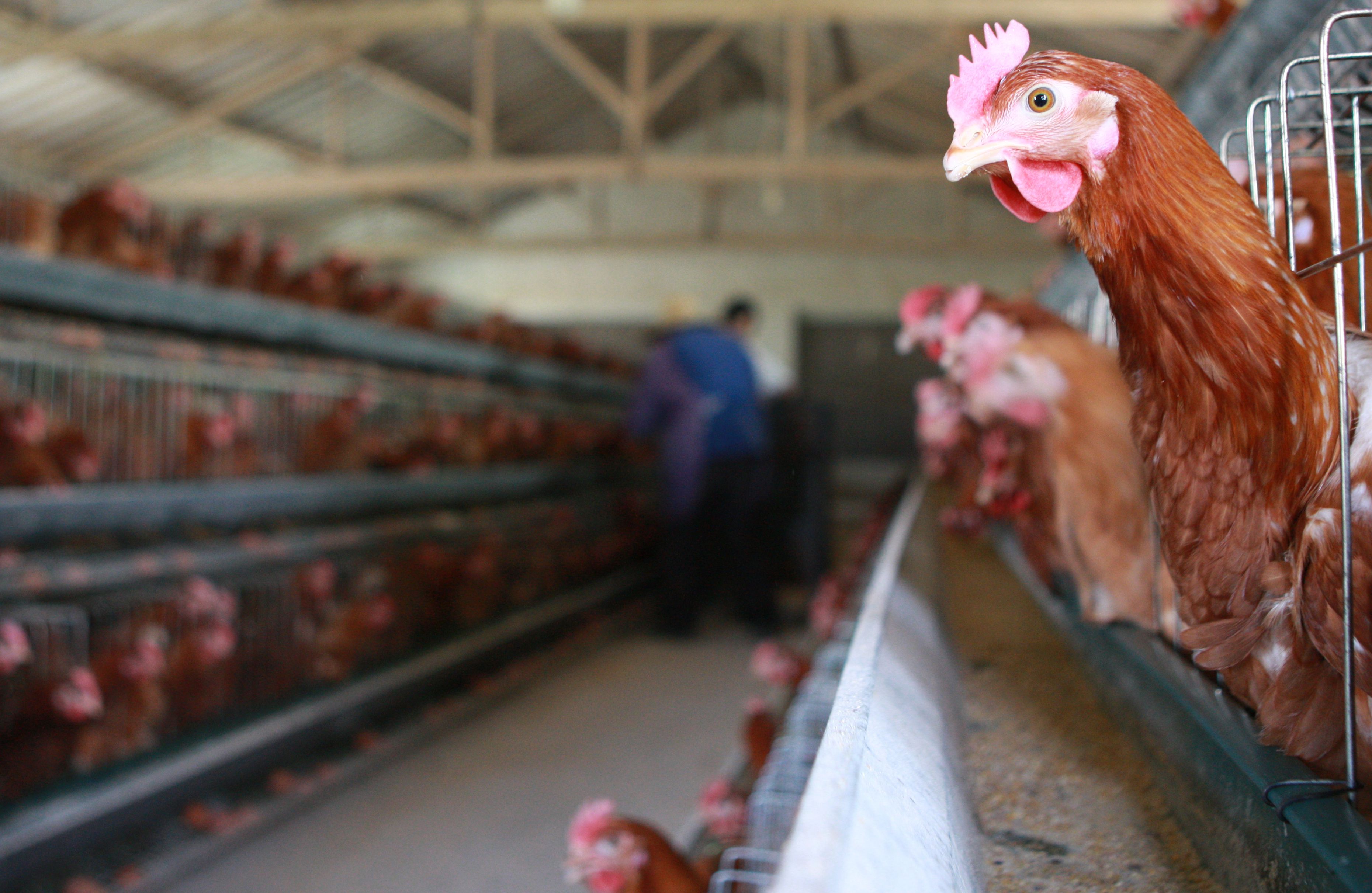 The Problem with Fast-Growing Broiler Chickens