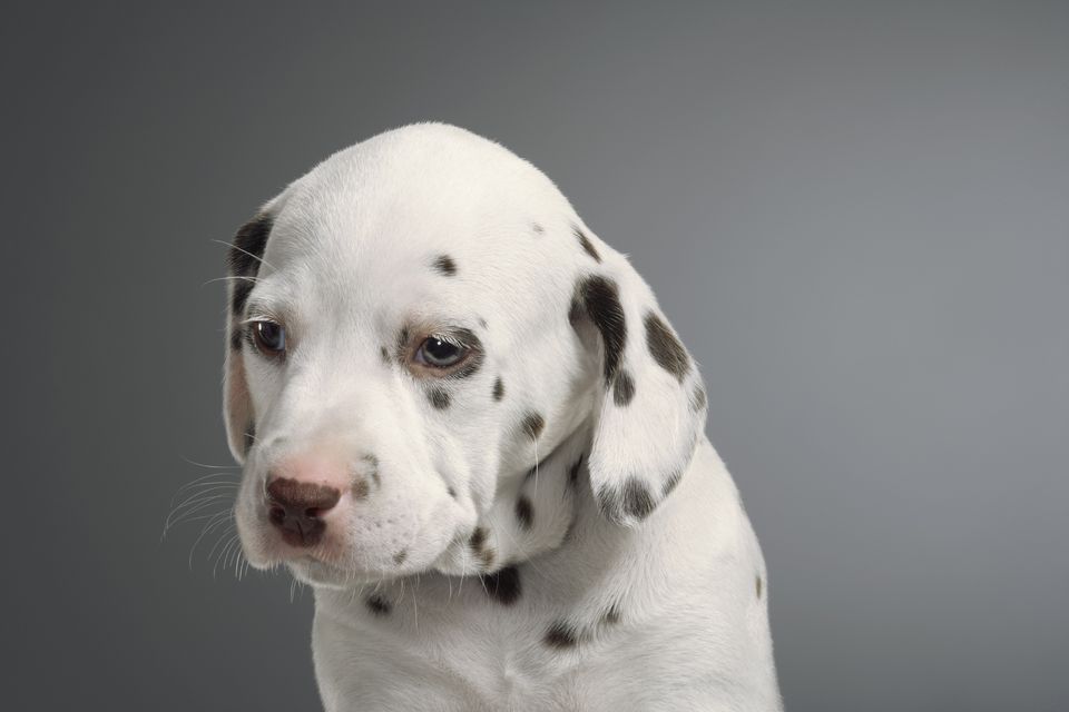 Training Deaf Puppies And Dogs