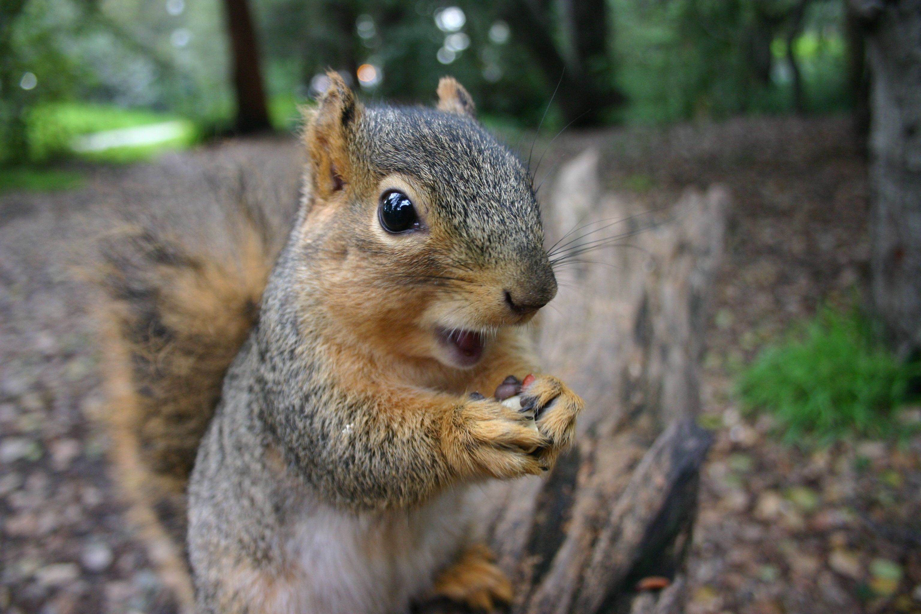 18 Things You May Not Know About Squirrels