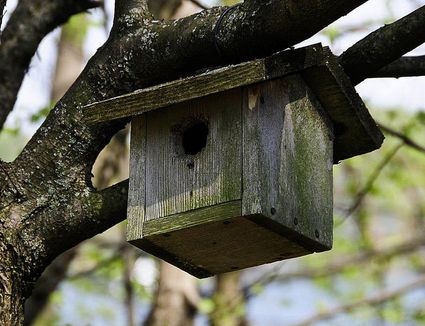 Protecting Bird Houses From Predators