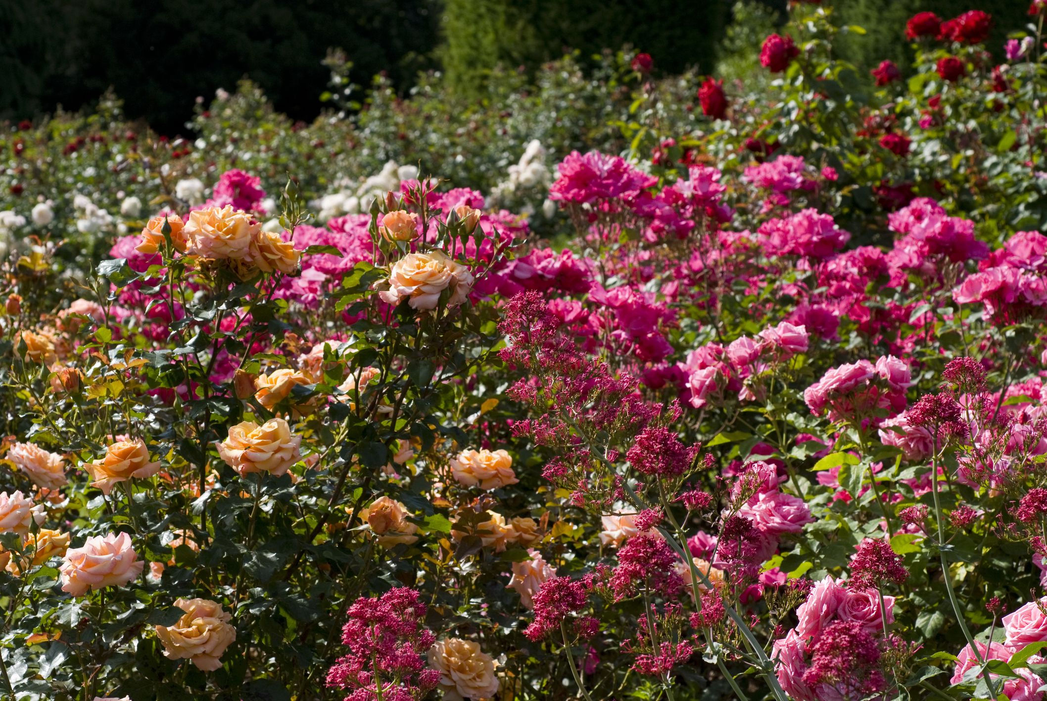 15 Floribunda Roses for the Flower Garden