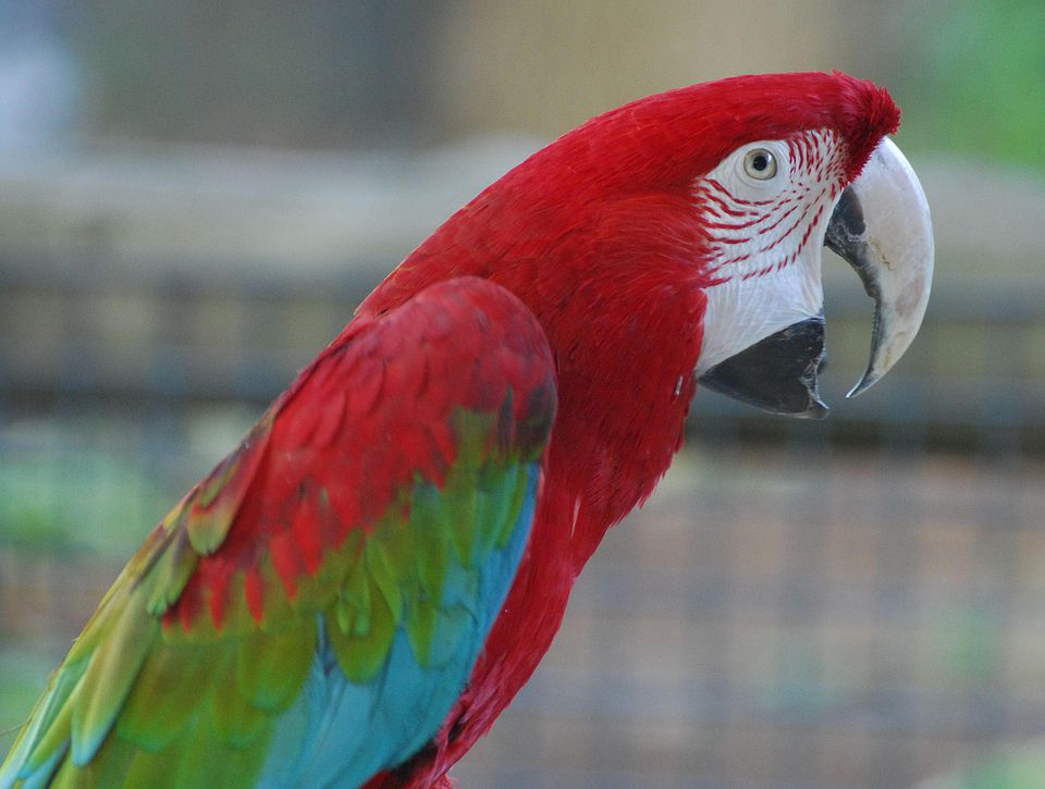A Guide to Greenwing Macaws