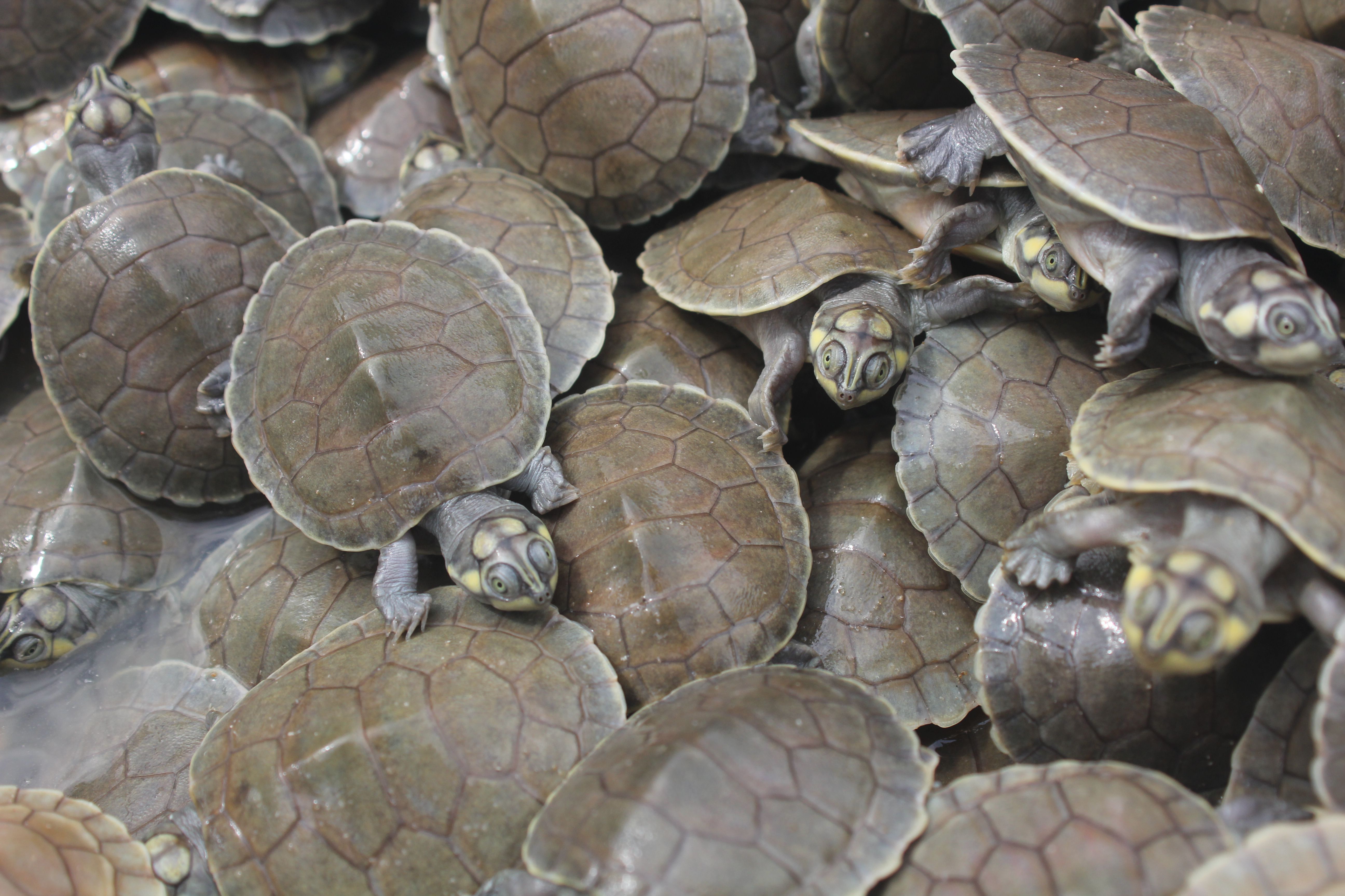 Turtles Hatch on a Beach in Brazil