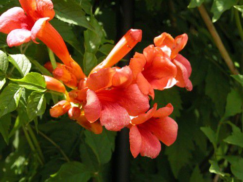 Top 6 Perennial Flowering Vines