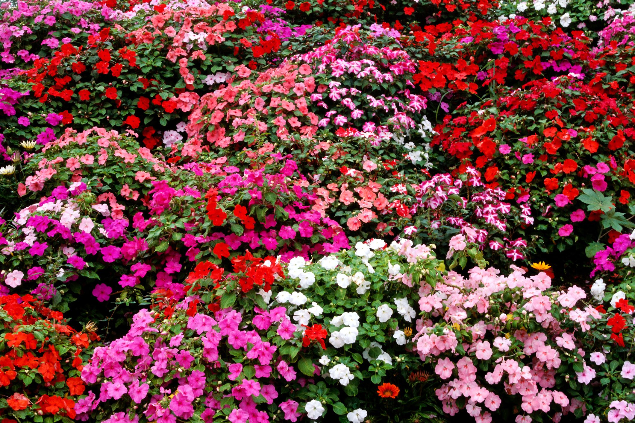 Impatiens Flowers Growing Tips, Best Types to Plant
