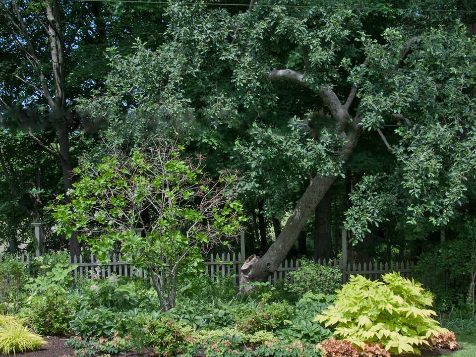 10 Tips for Planting Under Trees