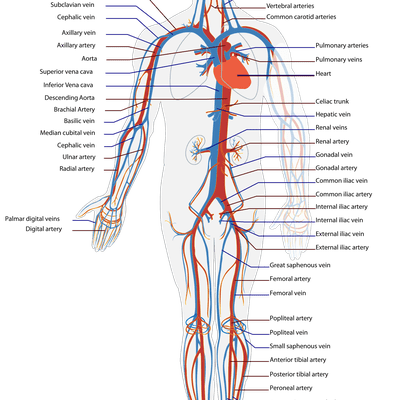 Color Diagrams of Insect Organs and Internal Structures