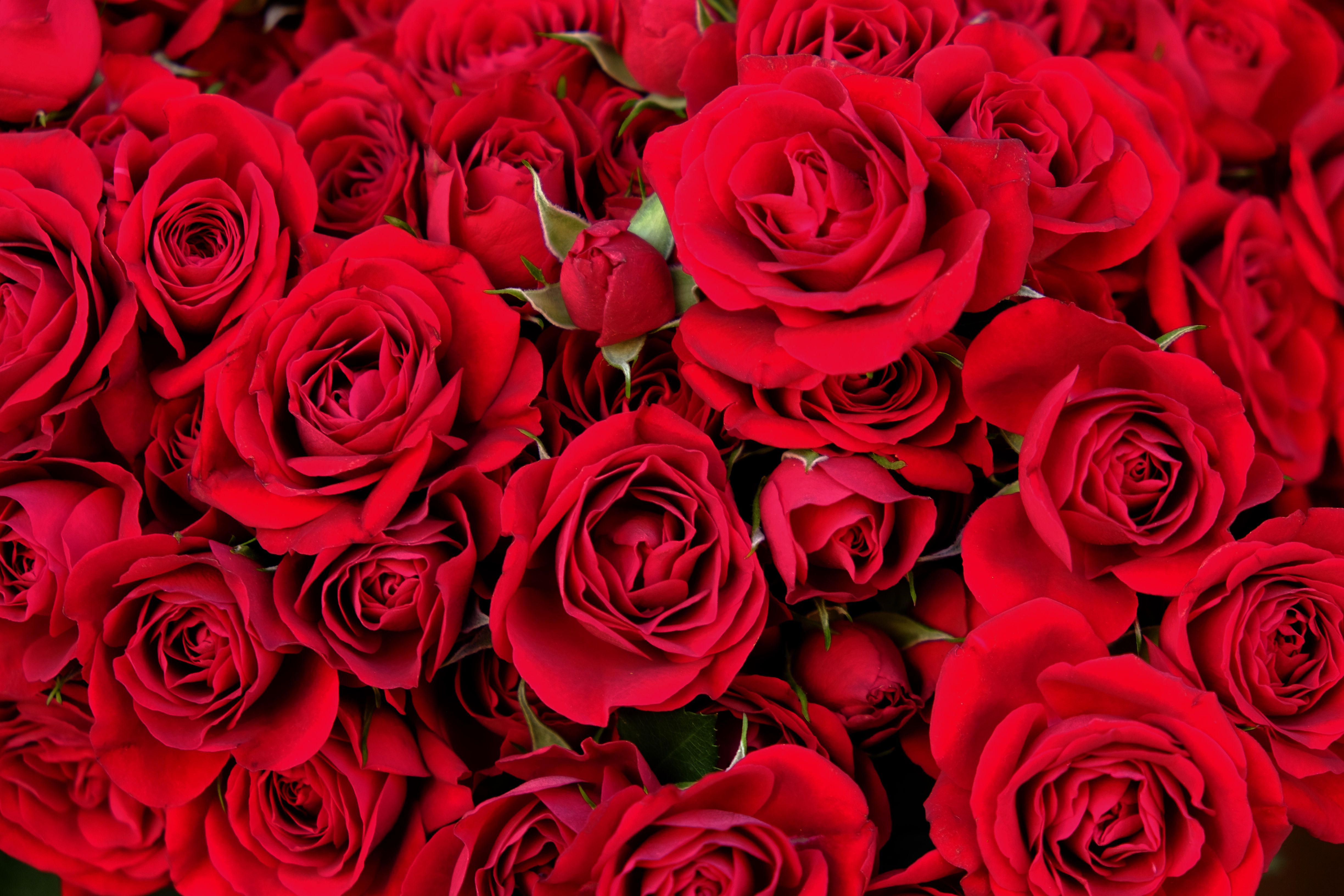 Top 8 Red Roses for Valentine's Day Ideas