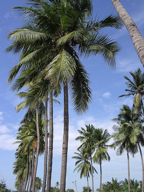 All About the Coconut Palm