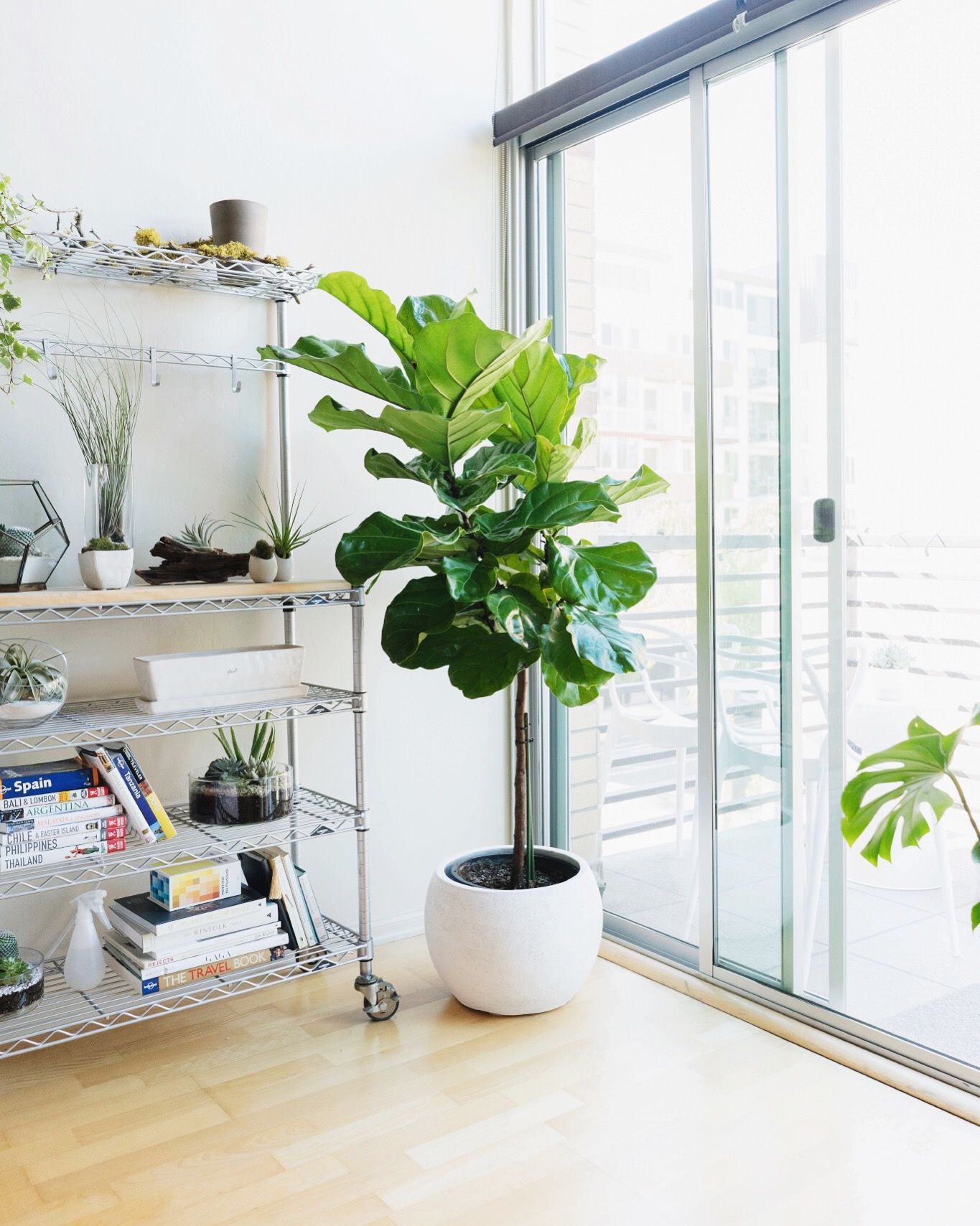 decorating with indoor trees Fiddle twenty20 whatforme potted ...