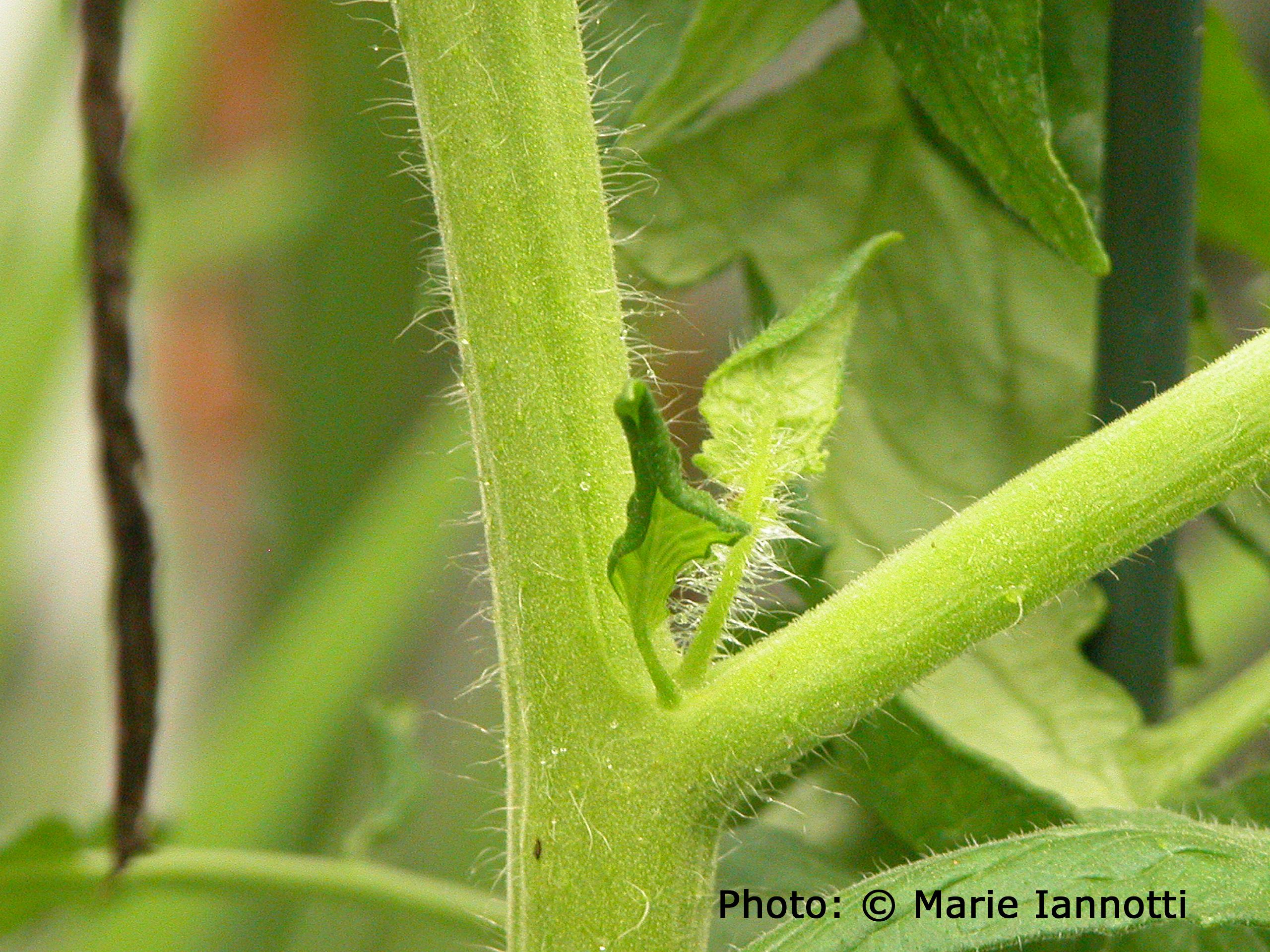 Should You Prune Out Tomato Suckers?