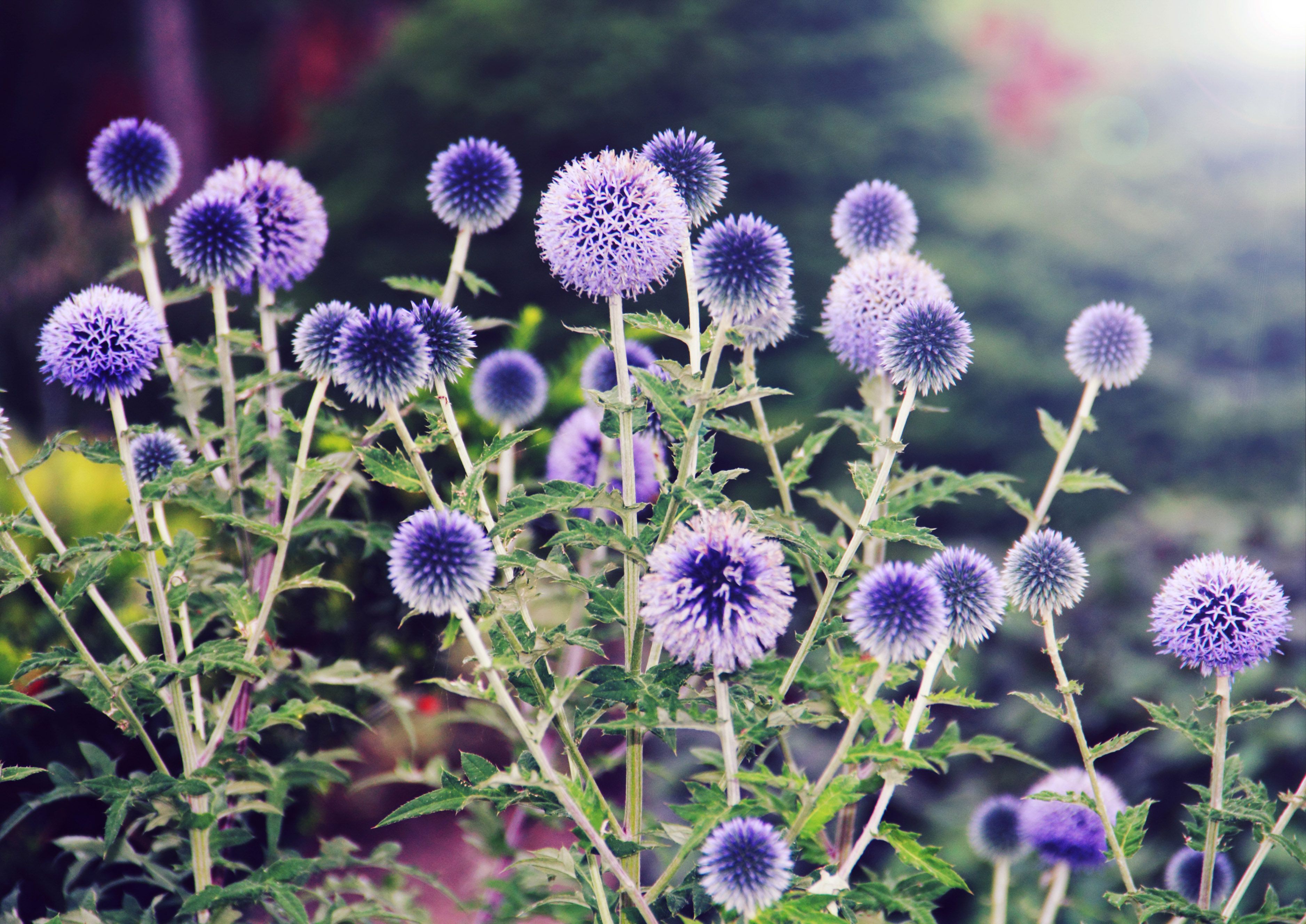 Low Maintenance Perennial Flowers